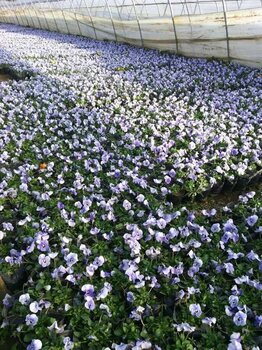 西安草花种植批发基地图片